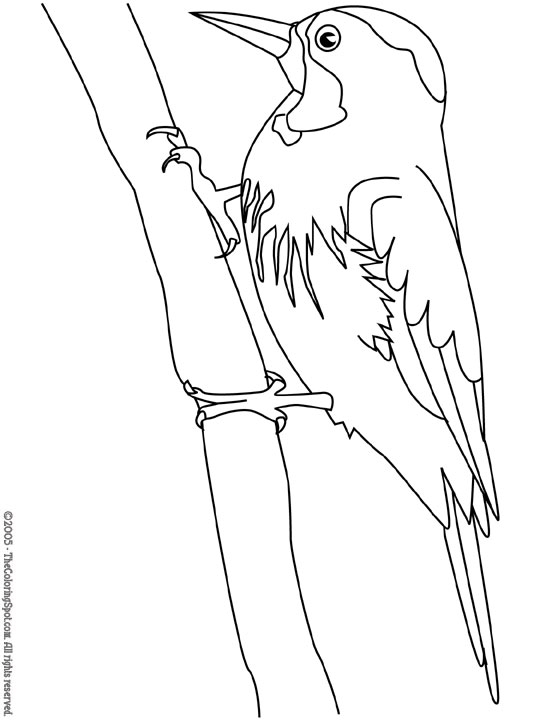 Раскраска: Зеленый пик (Животные) #16722 - Бесплатные раскраски для печати
