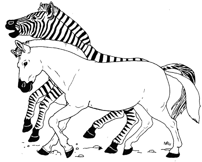 Раскраска: зебра (Животные) #12981 - Бесплатные раскраски для печати