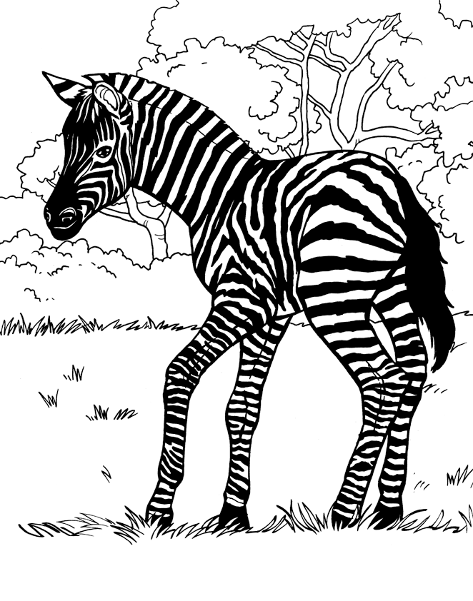 Раскраска: зебра (Животные) #13027 - Бесплатные раскраски для печати