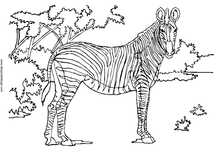 Раскраска: зебра (Животные) #13041 - Бесплатные раскраски для печати
