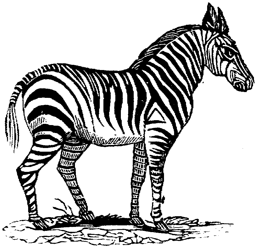 Раскраска: зебра (Животные) #13094 - Бесплатные раскраски для печати