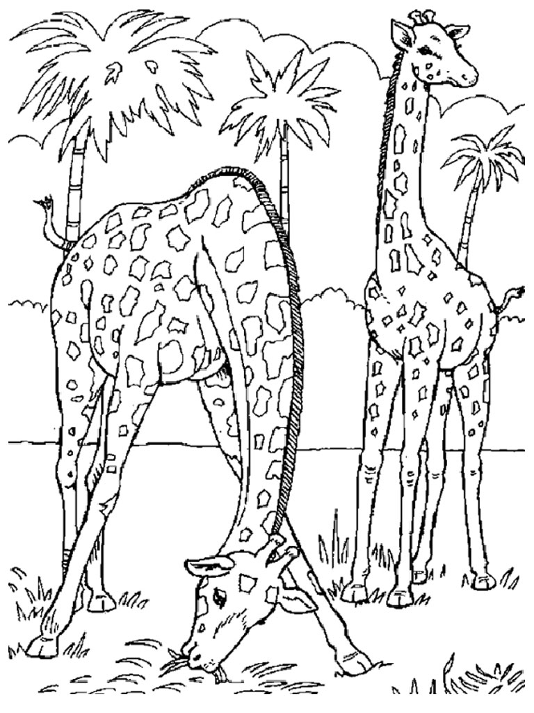 Раскраска: зоопарк (Животные) #12703 - Бесплатные раскраски для печати