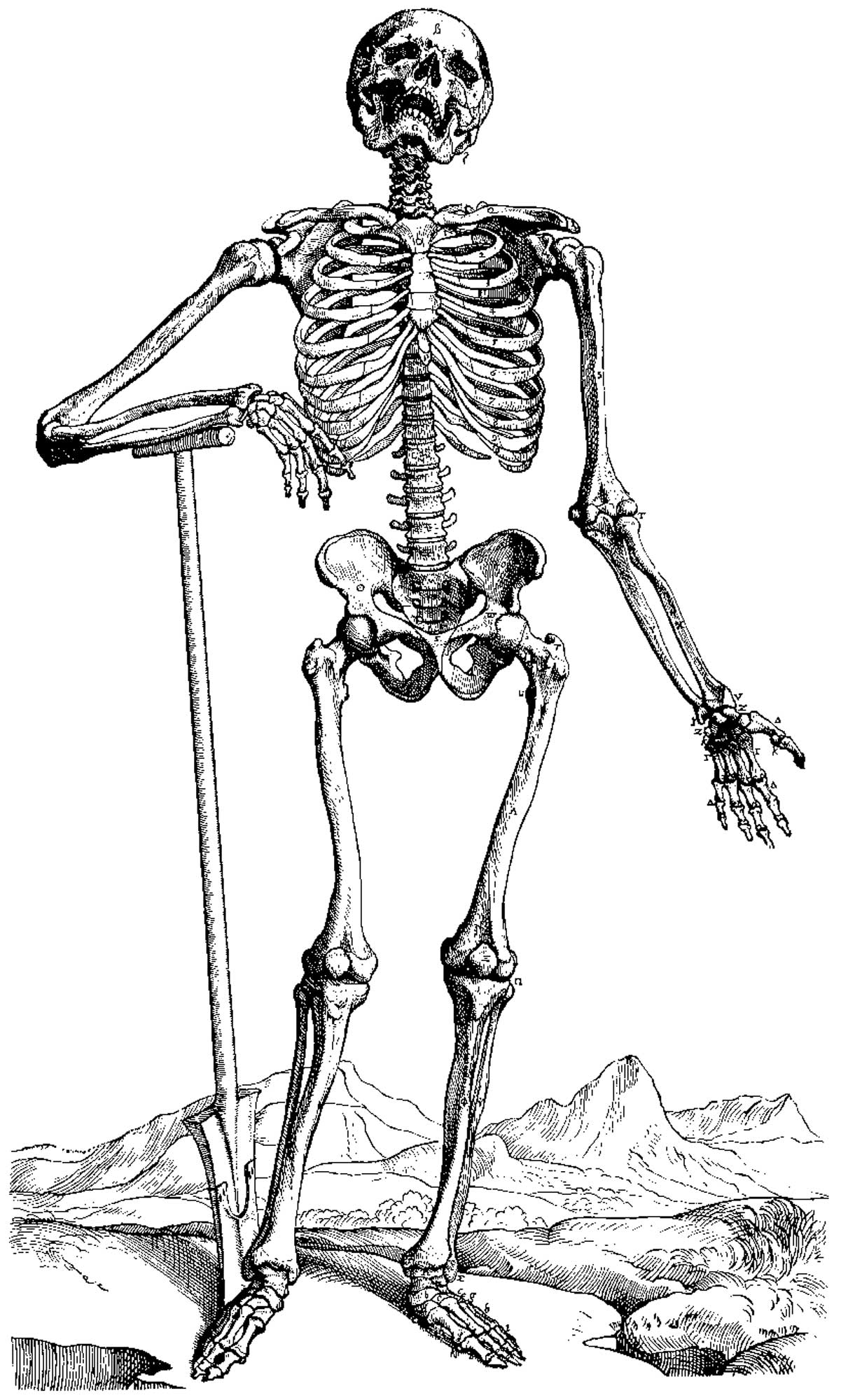 Раскраска: скелет (Персонажи) #147443 - Бесплатные раскраски для печати