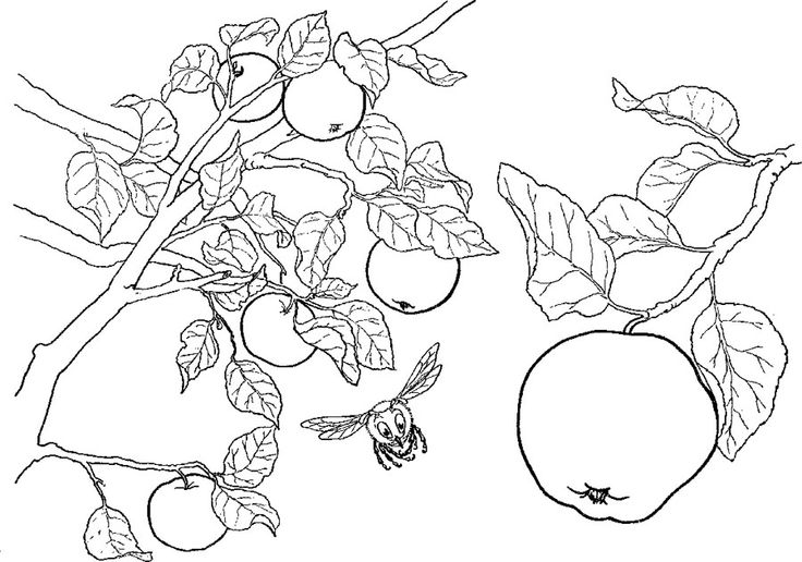 Раскраска: яблоко (природа) #163774 - Бесплатные раскраски для печати