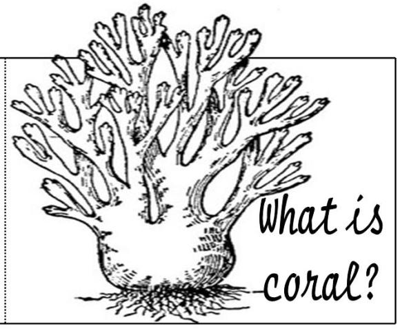 Раскраска: коралловый (природа) #162907 - Бесплатные раскраски для печати