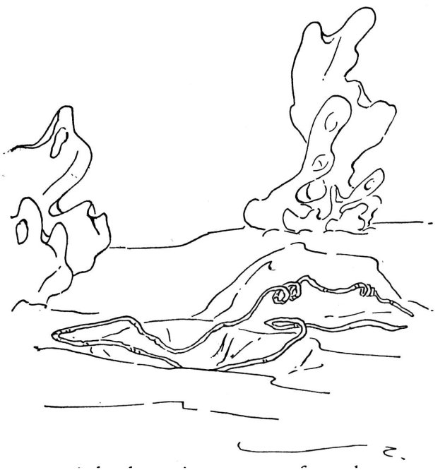 Раскраска: коралловый (природа) #162923 - Бесплатные раскраски для печати