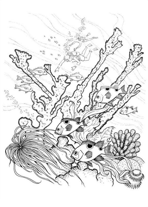 Раскраска: коралловый (природа) #162970 - Бесплатные раскраски для печати