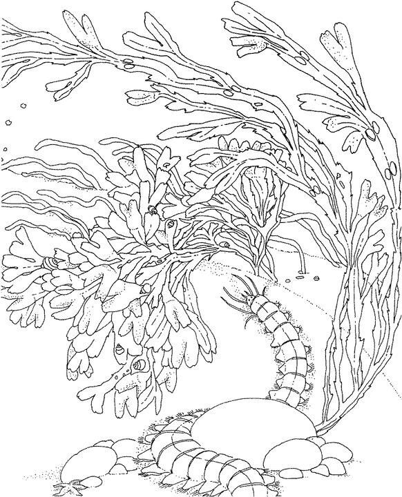 Раскраска: коралловый (природа) #162973 - Бесплатные раскраски для печати