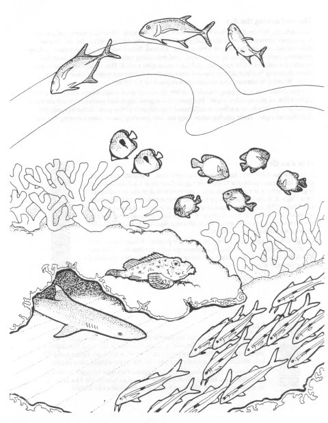 Раскраска: коралловый (природа) #162977 - Бесплатные раскраски для печати