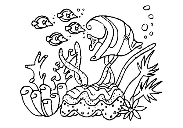 Раскраска: коралловый (природа) #162991 - Бесплатные раскраски для печати