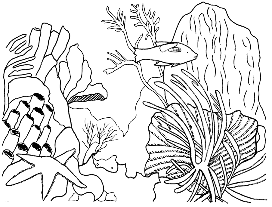 Раскраска: коралловый (природа) #163034 - Бесплатные раскраски для печати