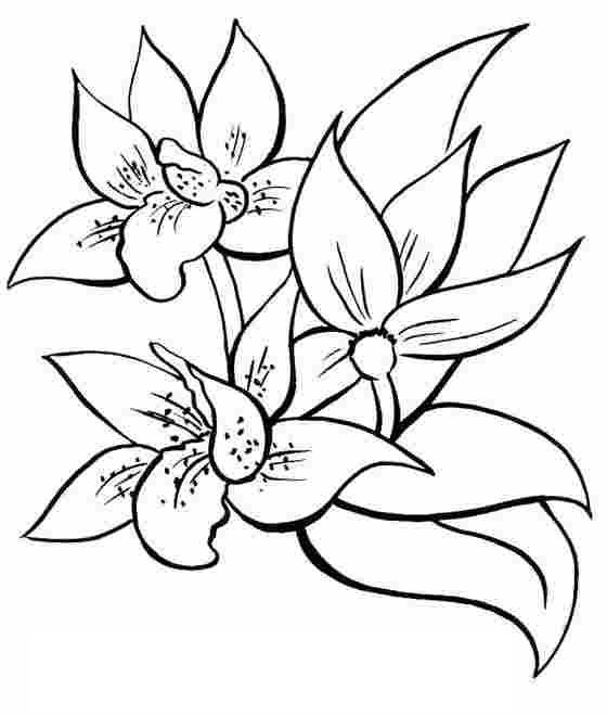 Раскраска: цветы (природа) #154979 - Бесплатные раскраски для печати