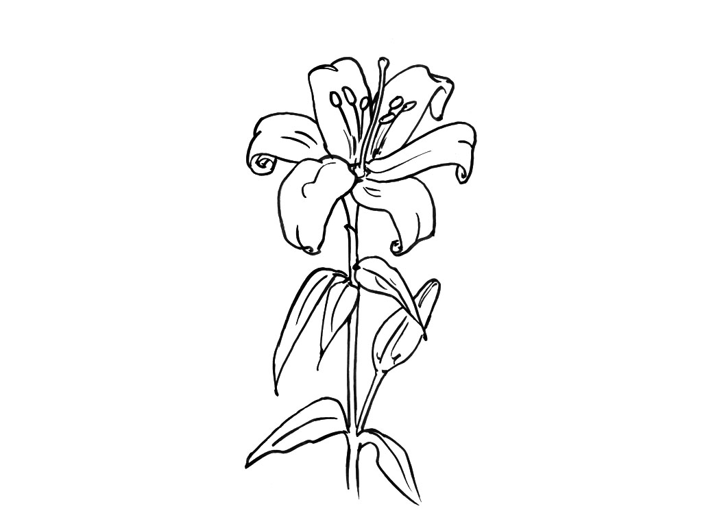 Раскраска: цветы (природа) #155259 - Бесплатные раскраски для печати
