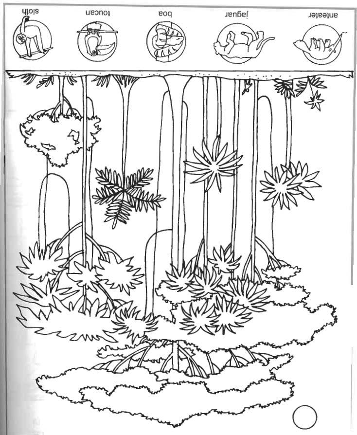 Раскраска: лес (природа) #157251 - Бесплатные раскраски для печати