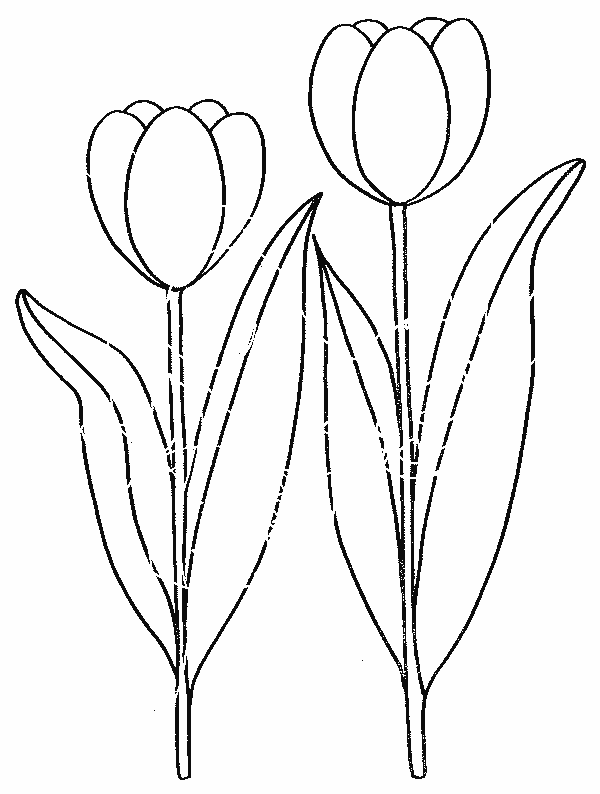 Раскраска: тюльпан (природа) #161614 - Бесплатные раскраски для печати