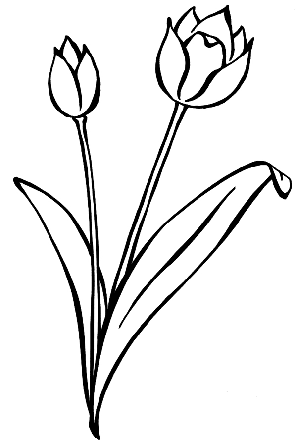 Раскраска: тюльпан (природа) #161697 - Бесплатные раскраски для печати
