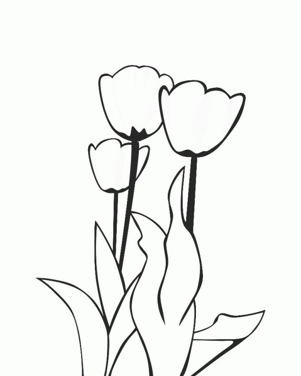 Раскраска: тюльпан (природа) #161707 - Бесплатные раскраски для печати