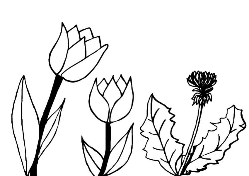 Раскраска: тюльпан (природа) #161713 - Бесплатные раскраски для печати