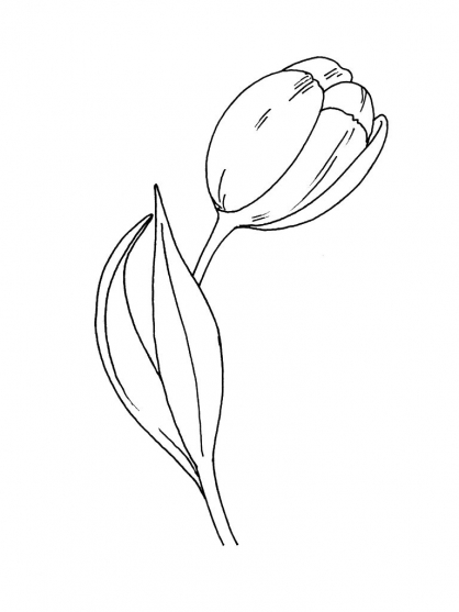 Раскраска: тюльпан (природа) #161732 - Бесплатные раскраски для печати