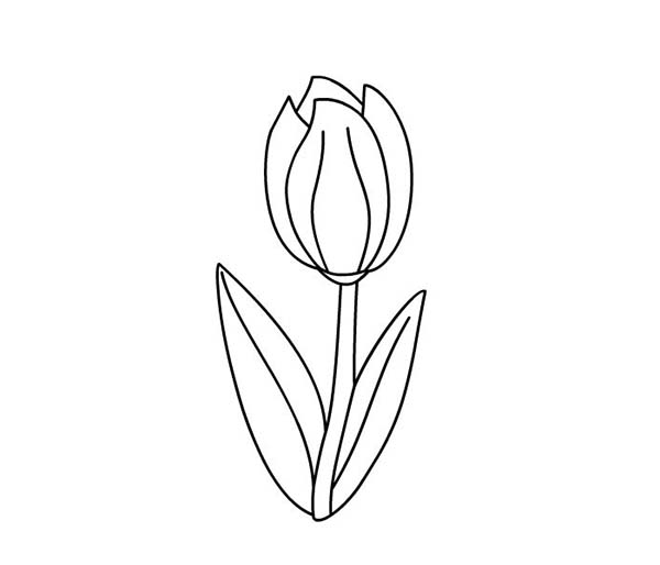 Раскраска: тюльпан (природа) #161767 - Бесплатные раскраски для печати