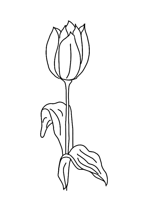 Раскраска: тюльпан (природа) #161801 - Бесплатные раскраски для печати
