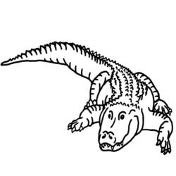 Раскраска: аллигатор (Животные) #380 - Бесплатные раскраски для печати