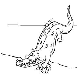 Раскраска: аллигатор (Животные) #387 - Бесплатные раскраски для печати
