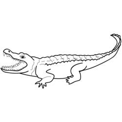 Раскраска: аллигатор (Животные) #397 - Бесплатные раскраски для печати