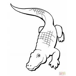 Раскраска: аллигатор (Животные) #414 - Бесплатные раскраски для печати