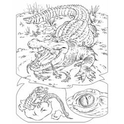 Раскраска: аллигатор (Животные) #443 - Бесплатные раскраски для печати