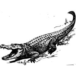 Раскраска: аллигатор (Животные) #456 - Бесплатные раскраски для печати