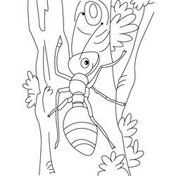 Раскраска: муравей (Животные) #6957 - Бесплатные раскраски для печати
