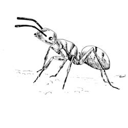 Раскраска: муравей (Животные) #6963 - Бесплатные раскраски для печати