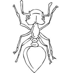 Раскраска: муравей (Животные) #6965 - Бесплатные раскраски для печати