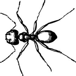 Раскраска: муравей (Животные) #6966 - Бесплатные раскраски для печати