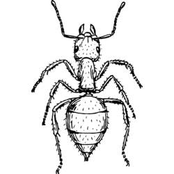 Раскраска: муравей (Животные) #6969 - Бесплатные раскраски для печати
