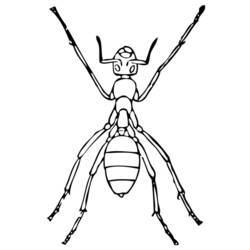 Раскраска: муравей (Животные) #6975 - Бесплатные раскраски для печати