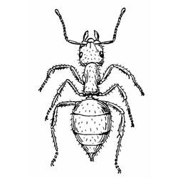 Раскраска: муравей (Животные) #7013 - Бесплатные раскраски для печати