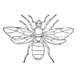 Раскраска: муравей (Животные) #7024 - Бесплатные раскраски для печати