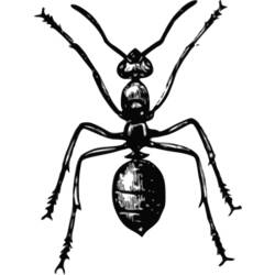 Раскраска: муравей (Животные) #7043 - Бесплатные раскраски для печати