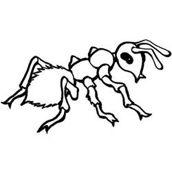 Раскраска: муравей (Животные) #7085 - Бесплатные раскраски для печати