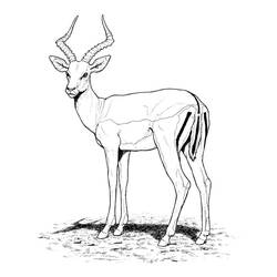 Раскраска: антилопа (Животные) #22580 - Бесплатные раскраски для печати