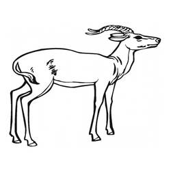Раскраска: антилопа (Животные) #22582 - Бесплатные раскраски для печати
