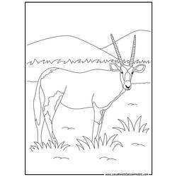 Раскраска: антилопа (Животные) #22587 - Бесплатные раскраски для печати