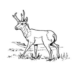 Раскраска: антилопа (Животные) #22588 - Бесплатные раскраски для печати