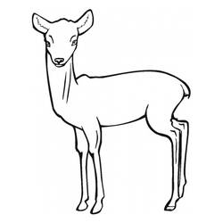 Раскраска: антилопа (Животные) #22595 - Бесплатные раскраски для печати
