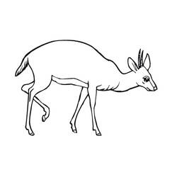Раскраска: антилопа (Животные) #22600 - Бесплатные раскраски для печати