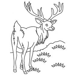 Раскраска: антилопа (Животные) #22603 - Бесплатные раскраски для печати