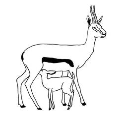 Раскраска: антилопа (Животные) #22605 - Бесплатные раскраски для печати