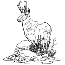 Раскраска: антилопа (Животные) #22606 - Бесплатные раскраски для печати